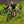 Mark2 Scrambler CL Lightweight Hardtail Electric Mountain Bike 250W