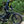 Himiway Zebra (D5) Premium All-Terrain Electric Fat Bike 250W